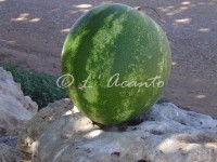 lost water melon