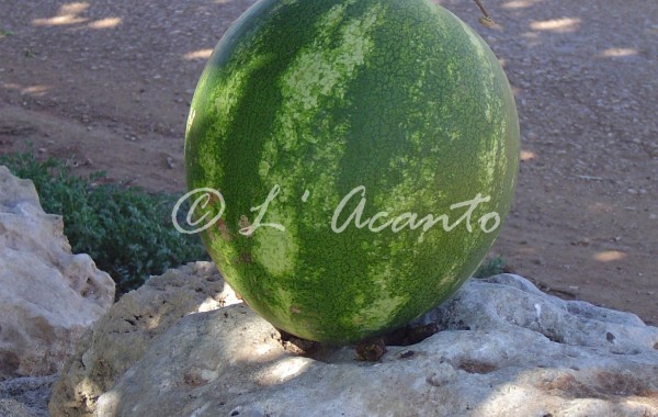 lost water melon
