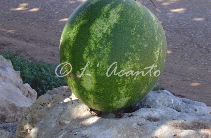 lost water melon