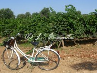 enjoying Italian and the South outdoor