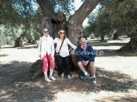 learning Italian by visiting old olive groves