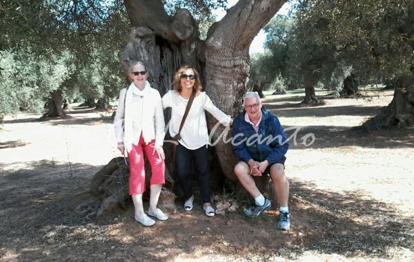 learning Italian by visiting old olive groves