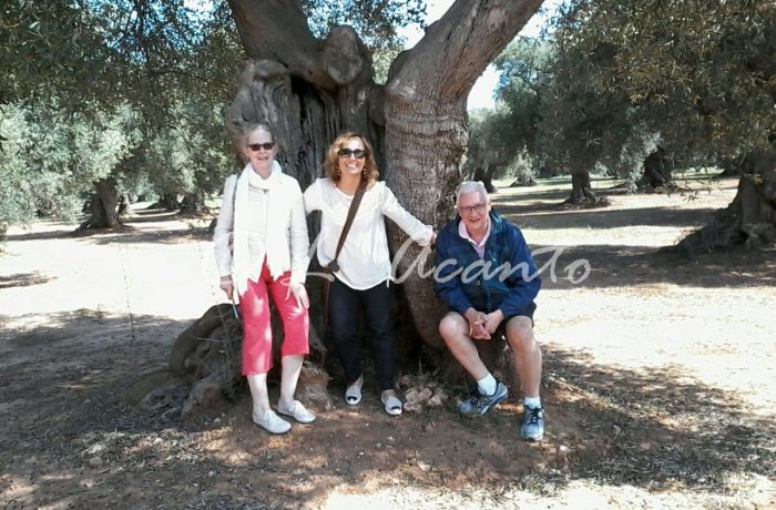 learning Italian by visiting old olive groves