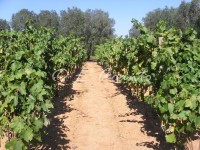 path in the vineyard