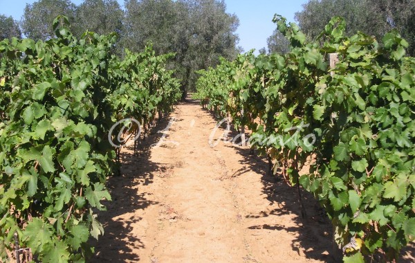 path in the vineyard