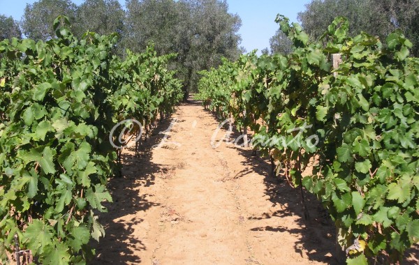 path in the vineyard