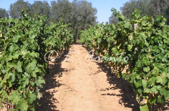 path in the vineyard