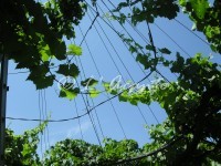 tour to the Puglian countryside