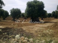 olive grove
