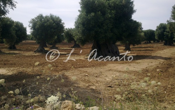 olive grove