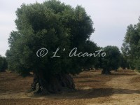 Puglian master, olive tree
