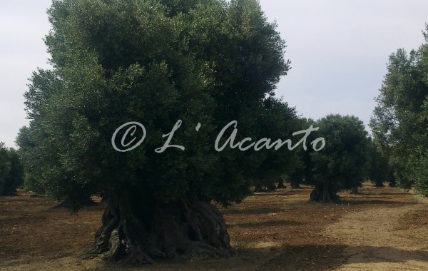Puglian master, olive tree