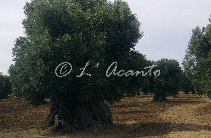 Puglian master, olive tree