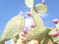 learning the Italian fruit in Summertime, fichi d’india