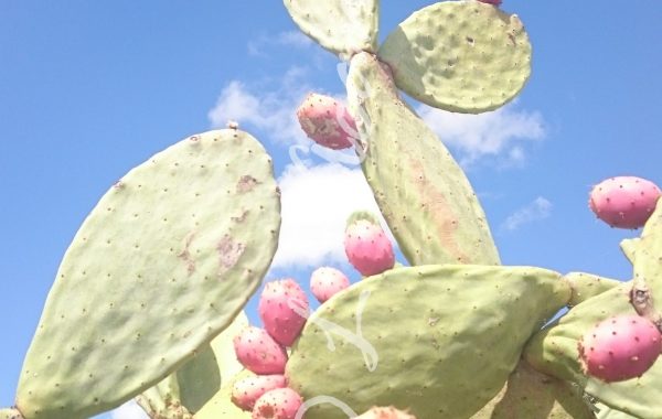 learning the Italian fruit in Summertime, fichi d’india