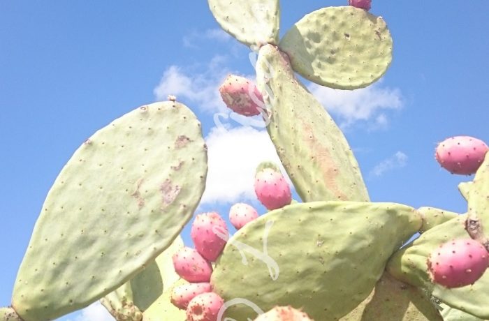 learning the Italian fruit in Summertime, fichi d’india