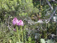 wild orchids in spring