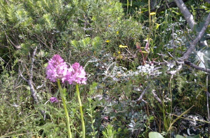 wild orchids in spring