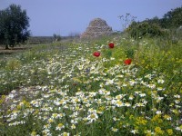 Spring time in Puglia