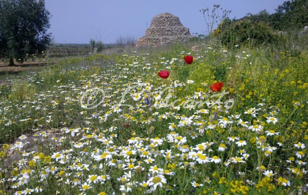 Spring time in Puglia