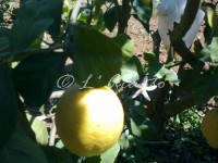 limon e zagara flower