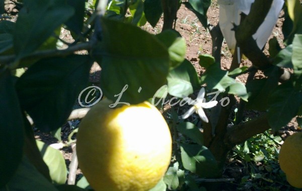 limon e zagara flower