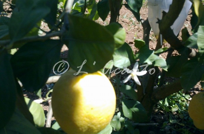 limon e zagara flower