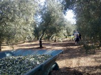 walking in the olive grove