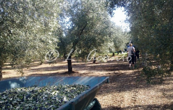 walking in the olive grove