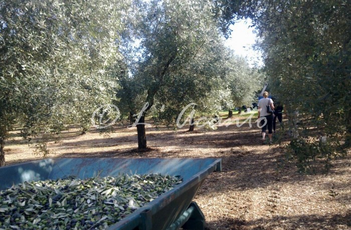 walking in the olive grove