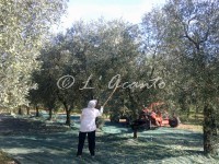 olive harvest in Puglia