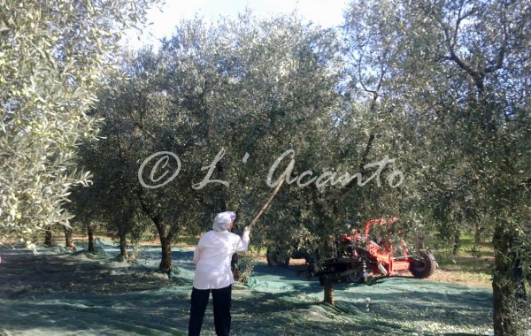 olive harvest in Puglia