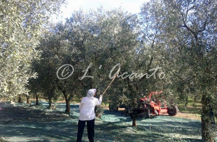 olive harvest in Puglia