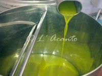 Olive Harvest in Puglia one more chance to learn Italian