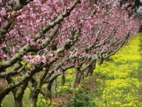 pink peach trees