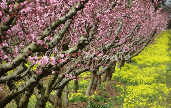 pink peach trees