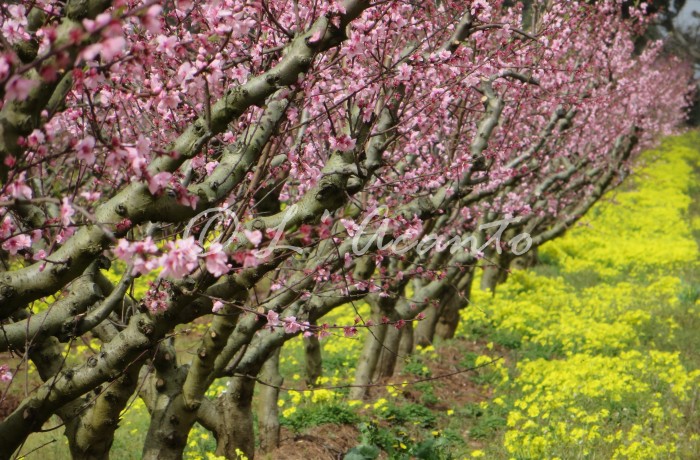 pink peach trees