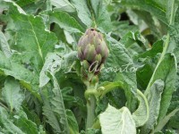 Puglian artichoke plant, yummy!
