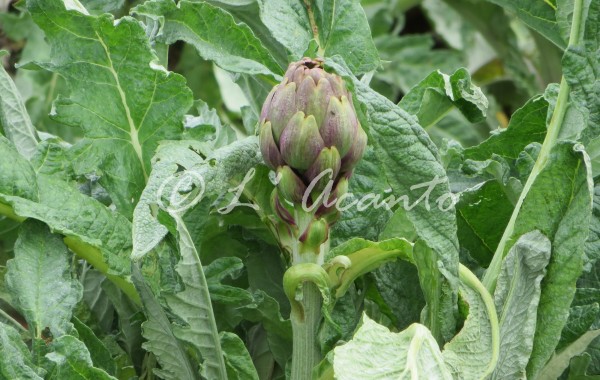 Puglian artichoke plant, yummy!