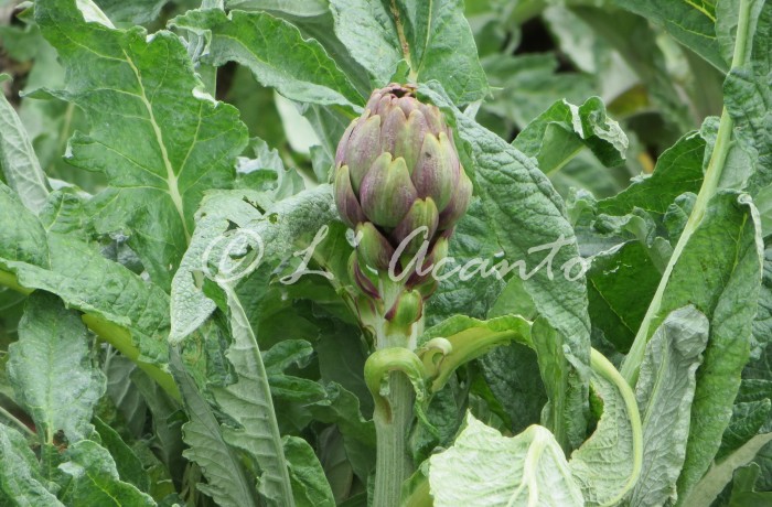 Puglian artichoke plant, yummy!