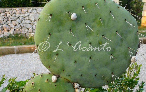 Puglian snails and cactus
