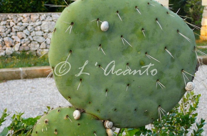 Puglian snails and cactus