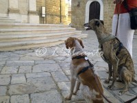 two good tourists in town