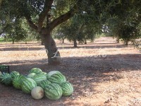 water melons under olive tree
