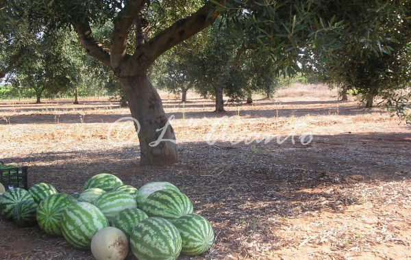 water melons under olive tree