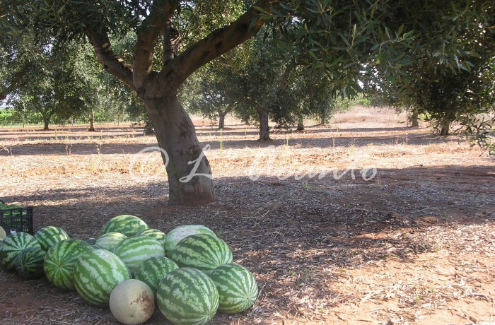 water melons under olive tree