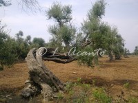 olive tree
