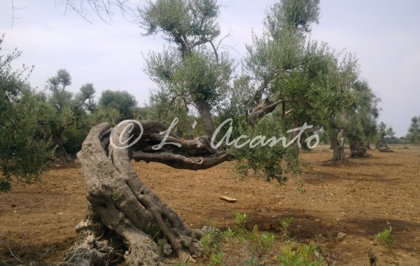 olive tree